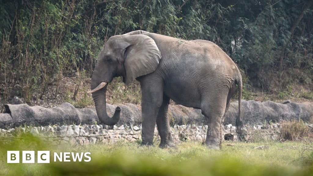 Shankar the elephant: The lonely life and death of Delhi's only African elephant