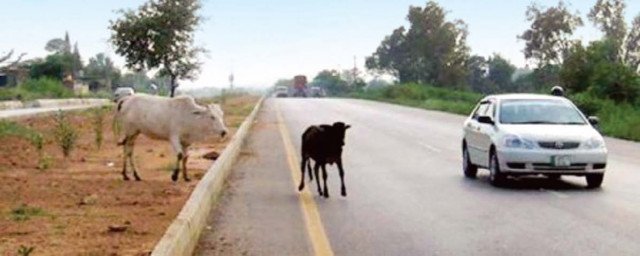 Moo(over)! Stray cows take over streets in Sanghar | The Express Tribune