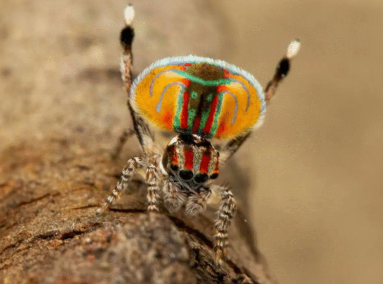 ‘Dark DNA’ may explain dancing spiders’ extraordinary diversity
