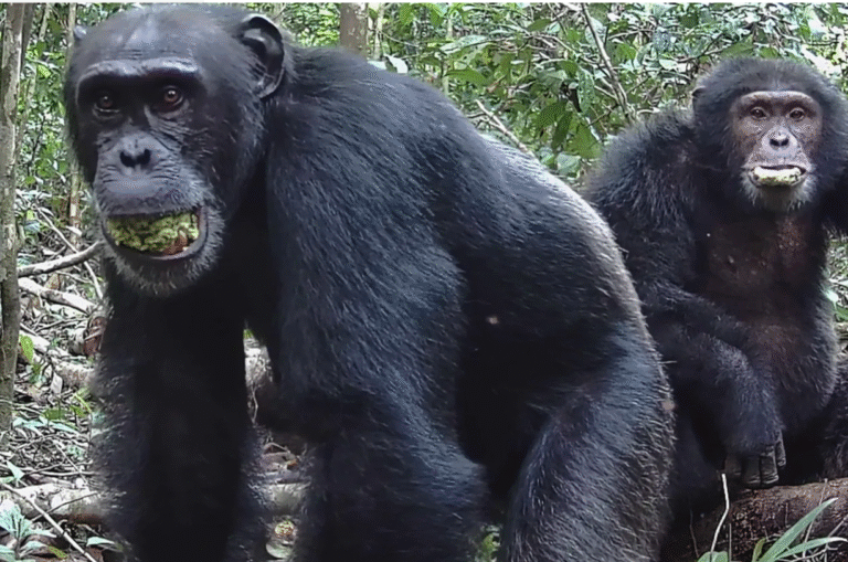 Chimps ‘lager a day’ in ripe fruit fuels drunken monkey theory