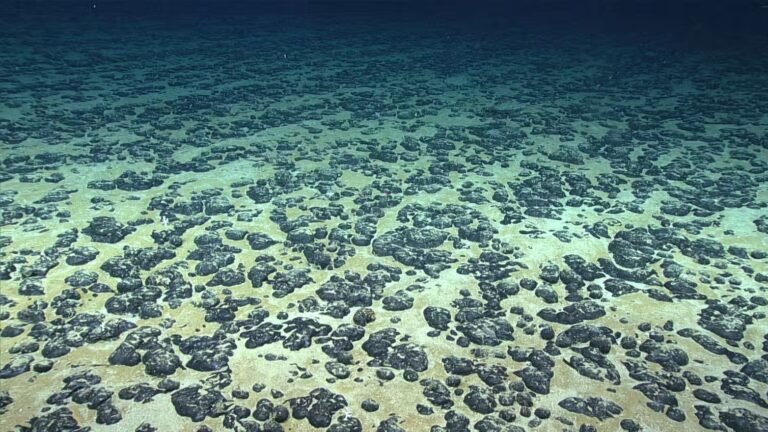 Landmark treaty could protect high seas – and spark new conflicts