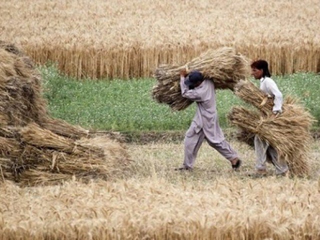 Over 10,000 sacks of hoarded wheat seized | The Express Tribune