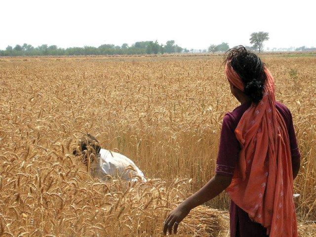 Sindh urges Centre to fix wheat support price  | The Express Tribune