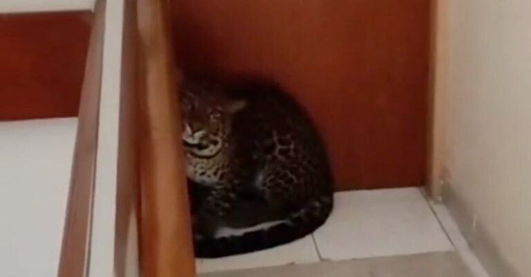 A screengrab from a social media post shows the leopard in a hotel in Bandung City, West Java. Photo: Handout