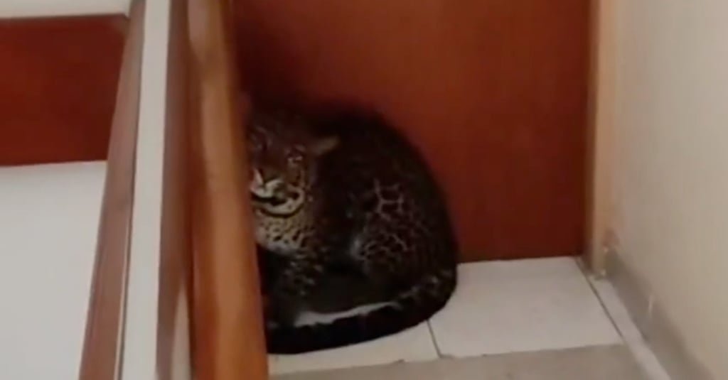 A screengrab from a social media post shows the leopard in a hotel in Bandung City, West Java. Photo: Handout
