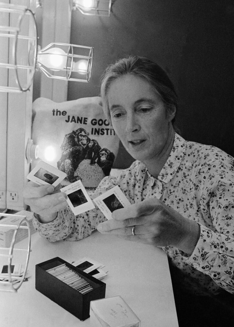 Jane Goodall goes through slides before making a presentation in Chicago in 1982. File photo: AP