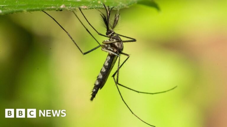 Mosquitoes found in Iceland for first time after record heat