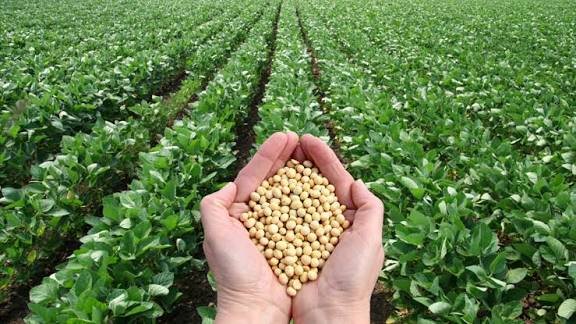 Trump Accuses China of “Deliberately Halting” U.S. Soybean Purchases — Calls It an Act of Economic Hostility