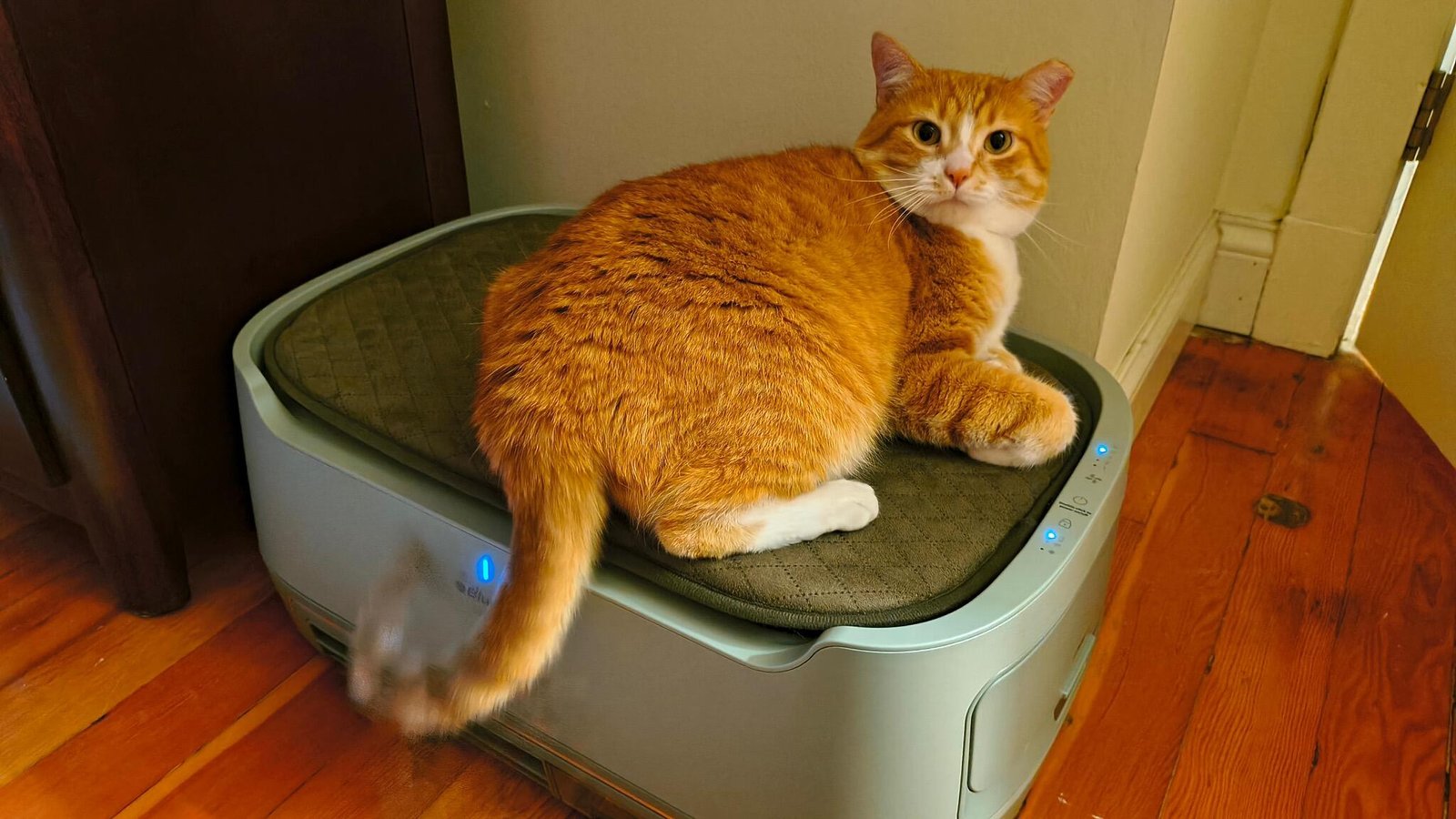 My cat loves this smart air purifier that doubles as a pet bed