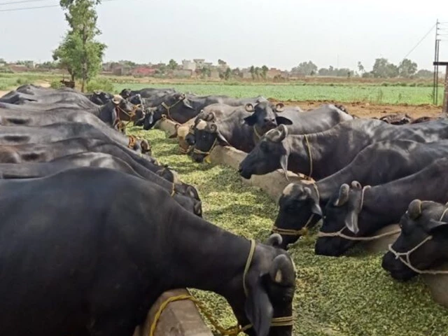 Foot-and-mouth disease outbreak hits livestock in Punjab villages | The Express Tribune
