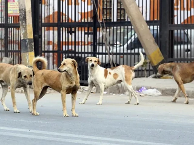 IHC questions mass dog killings, warns it violates PPC | The Express Tribune
