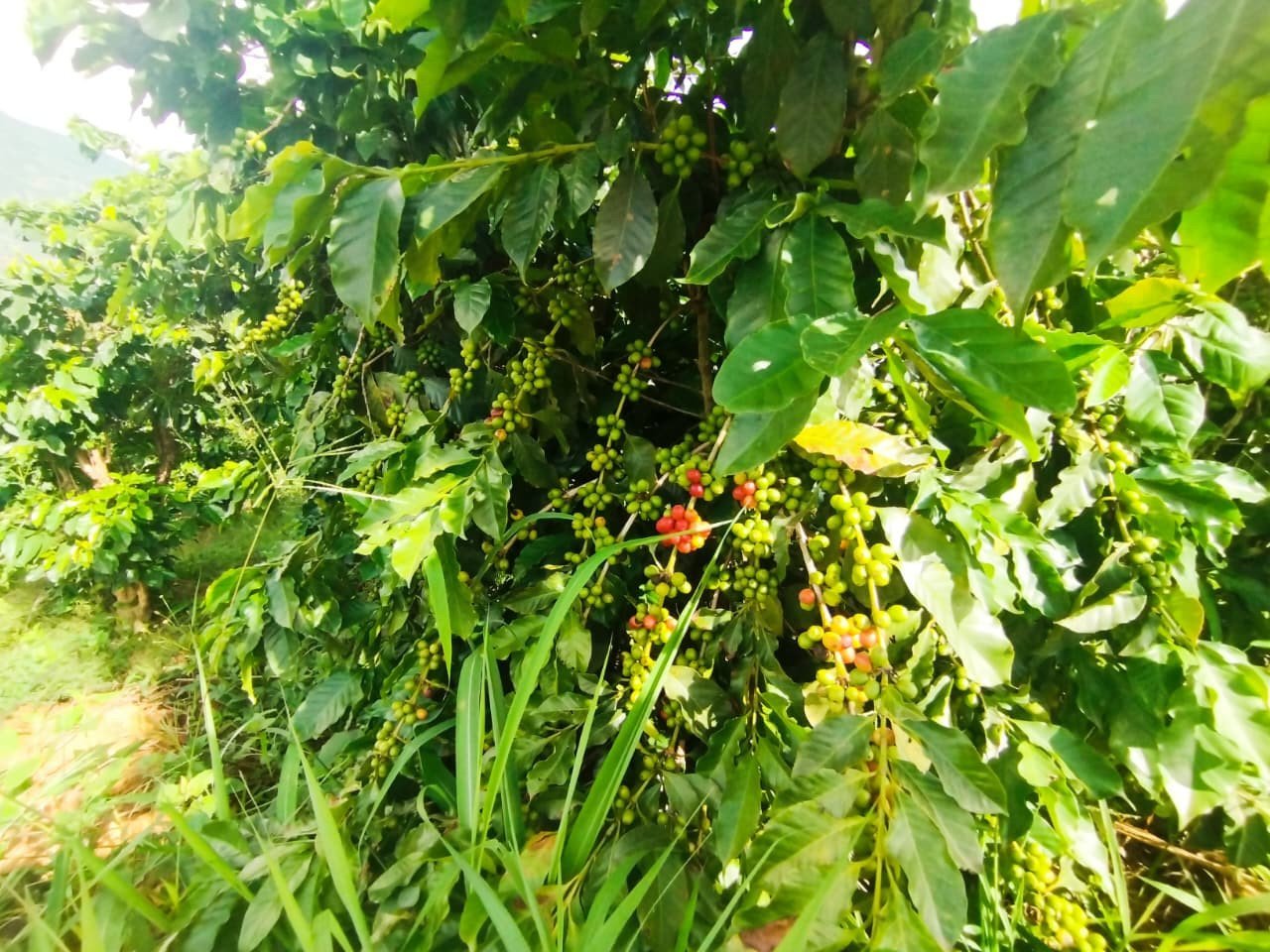 Sip by Sip on the New Silk Road | The Express Tribune