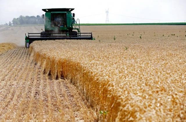 Govt dismisses wheat company proposal | The Express Tribune