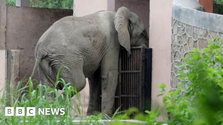 Delhi's lonely African elephant Shankar was killed by rare rodent-borne virus