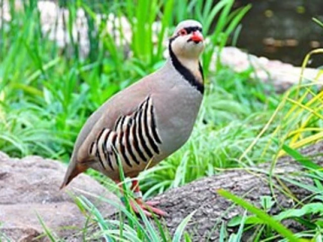 Eight arrested for illegal hunting of rare wildlife across Punjab | The Express Tribune