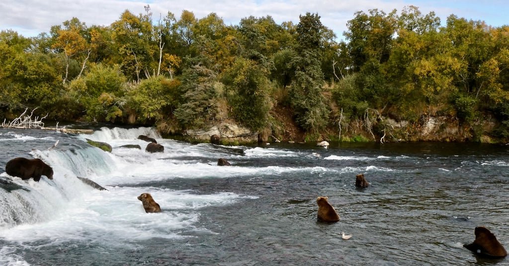 Grizzly bears search for migrating salmon to help fatten up for the winter hibernation at Brooks Falls in Katmai National Park, Alaska. Photo: National Park Service/Reuters