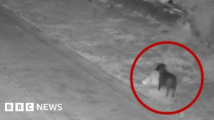 Authorities in Italy accuse man of training dog to illegally dump his rubbish 2 Authorities in Italy accuse man of training dog to illegally dump his rubbish