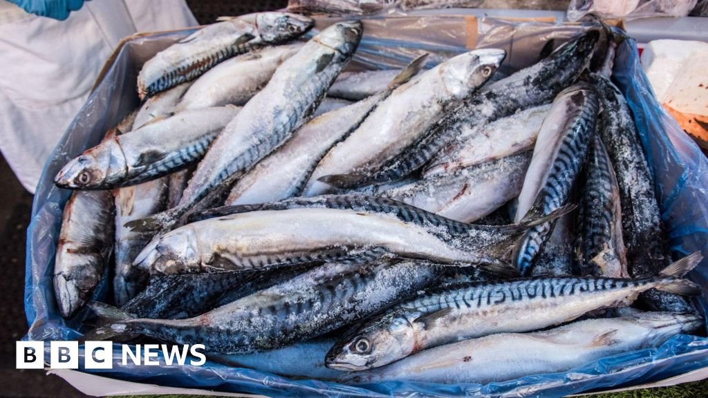 Waitrose to suspend mackerel sales due to overfishing concerns 62 Waitrose to suspend mackerel sales due to overfishing concerns