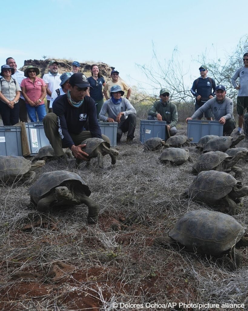 Giant Tortoises Return to Galapagos Island After 150 Years 61 IMG 20260221 WA2020