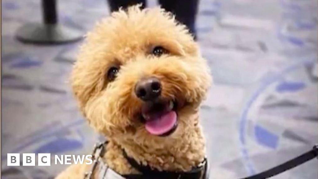 Woman charged over abandoning dog at Las Vegas airport 29 Woman charged over abandoning dog at Las Vegas airport