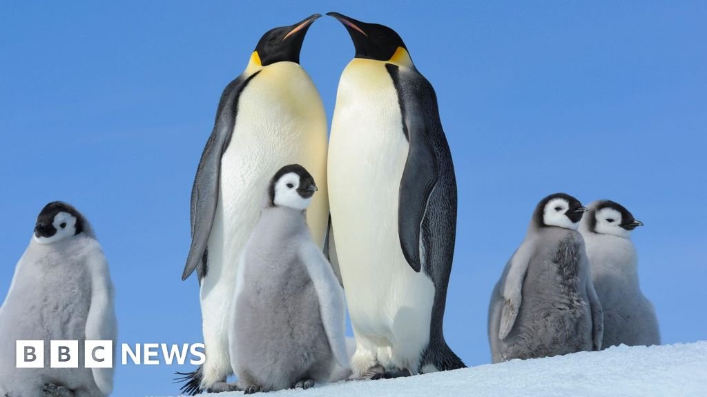 Emperor Penguins must change their feathers - it may now be killing them 112 Emperor Penguins must change their feathers - it may now be killing them