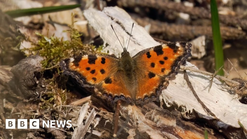 Extinct large tortoiseshell butterfly spotted across southern England 44 'Extinct' large tortoiseshell butterfly spotted across southern England