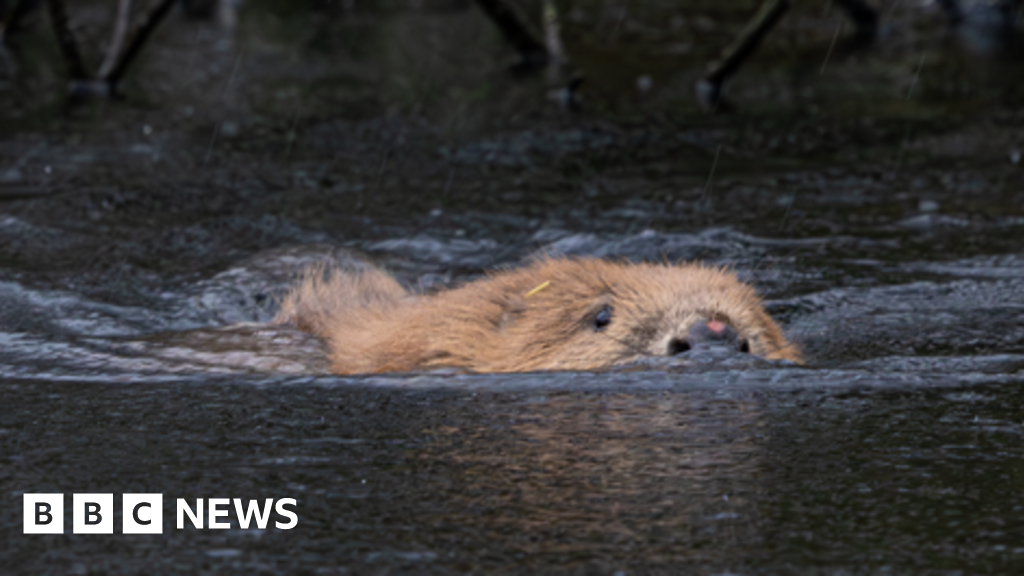 How beavers are transforming Cornwalls rivers and flood risk 94 How beavers are transforming Cornwall’s rivers and flood risk