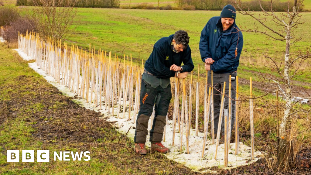 National Trusts Wimpole Estates hedgerow restoration project 97 National Trust's Wimpole Estate's hedgerow restoration project