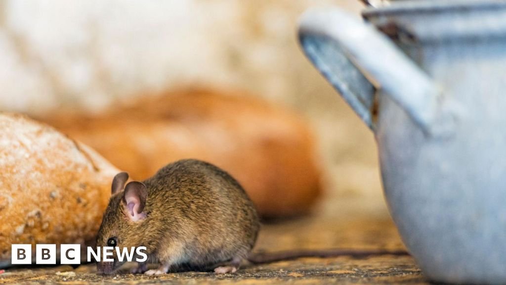 Moma Foods porridge recalled over possible mouse contamination 23 Moma Foods porridge recalled over possible mouse contamination