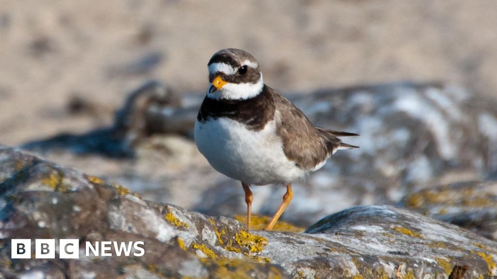 Exclusion zone to protect endangered birds at island beauty spot 17 Exclusion zone to protect endangered birds at island beauty spot