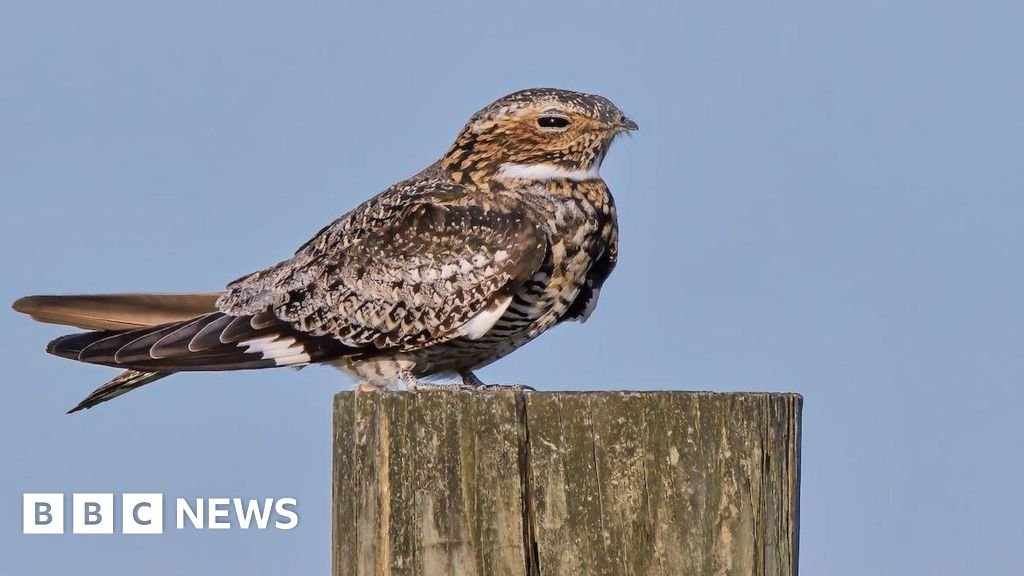 Nightjars make remarkable comeback to South Downs National Park 21 Nightjars make 'remarkable comeback' to South Downs National Park