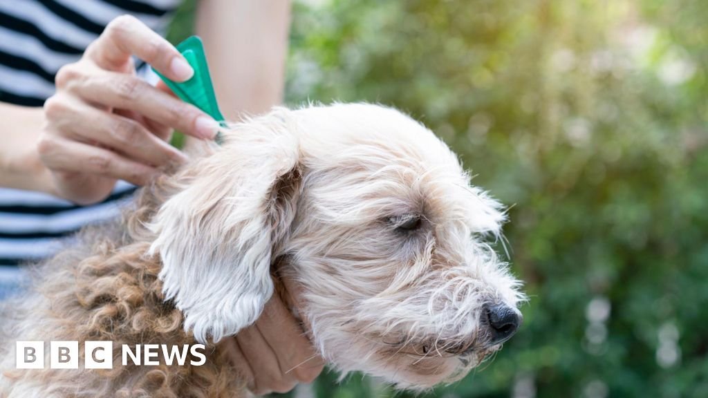Toxic pet flea treatment chemicals found in Wales rivers harming wildlife 25 Toxic pet flea treatment chemicals found in Wales' rivers harming wildlife