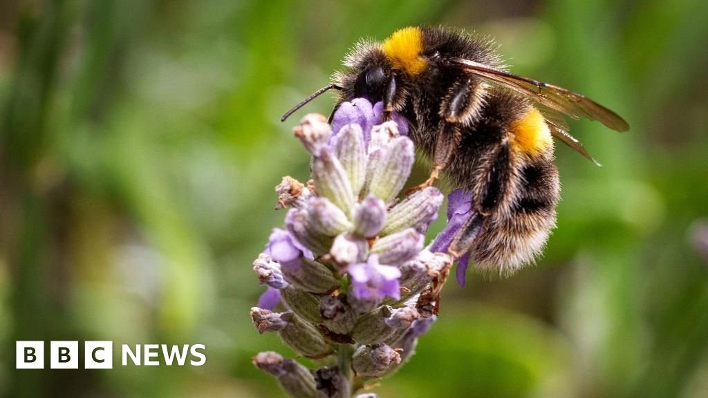 Call out to volunteers in South East to take part in bug survey 14 Call out to volunteers in South East to take part in bug survey