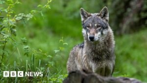 Wolf bites woman in shock German attack in Hamburg shopping street 1 Wolf bites woman in shock German attack in Hamburg shopping street