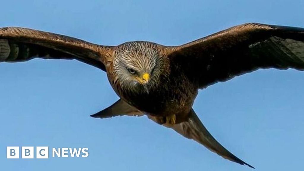 BBC News quiz of the week: What sneaky snack was this bird of prey seen carrying? 3 BBC News quiz of the week: What sneaky snack was this bird of prey seen carrying?