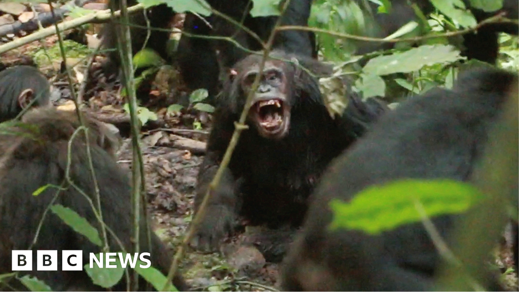 Chimpanzees in Uganda locked in vicious civil war, say researchers 20 Chimpanzees in Uganda locked in vicious 'civil war', say researchers