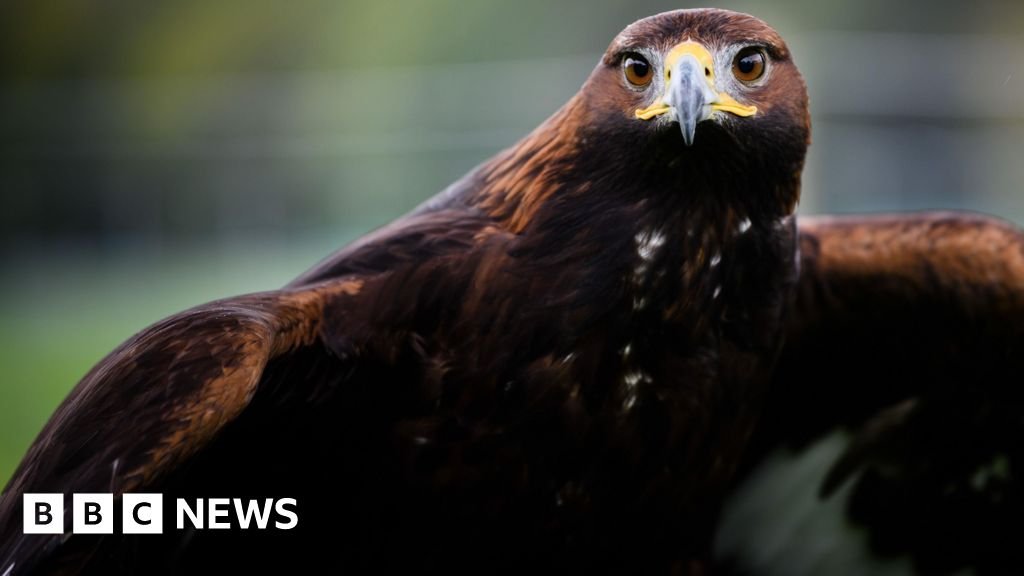 Consultation vital before golden eagles return to England 15 Consultation 'vital' before golden eagles return to England