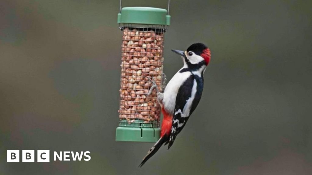 Want to help garden birds? Dont feed them in warmer months, says RSPB 16 Want to help garden birds? Don't feed them in warmer months, says RSPB