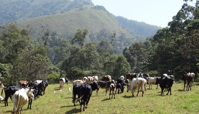 Pakistan Launches First-Ever Livestock Insurance Scheme to Protect Farmers and Wildlife 33 IMG 20260415 WA1480