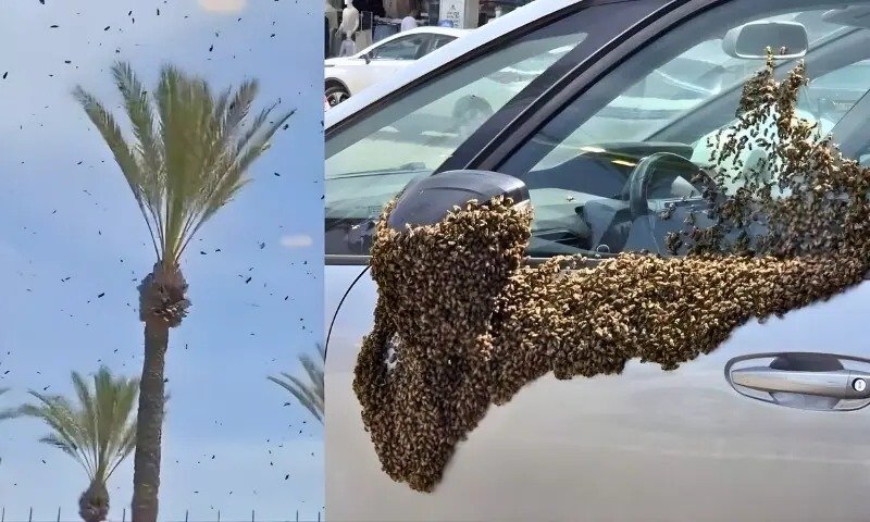 Millions of Honeybees Swarm Israeli Cities, Grounding Military Aircraft 24 IMG 20260416 WA2103