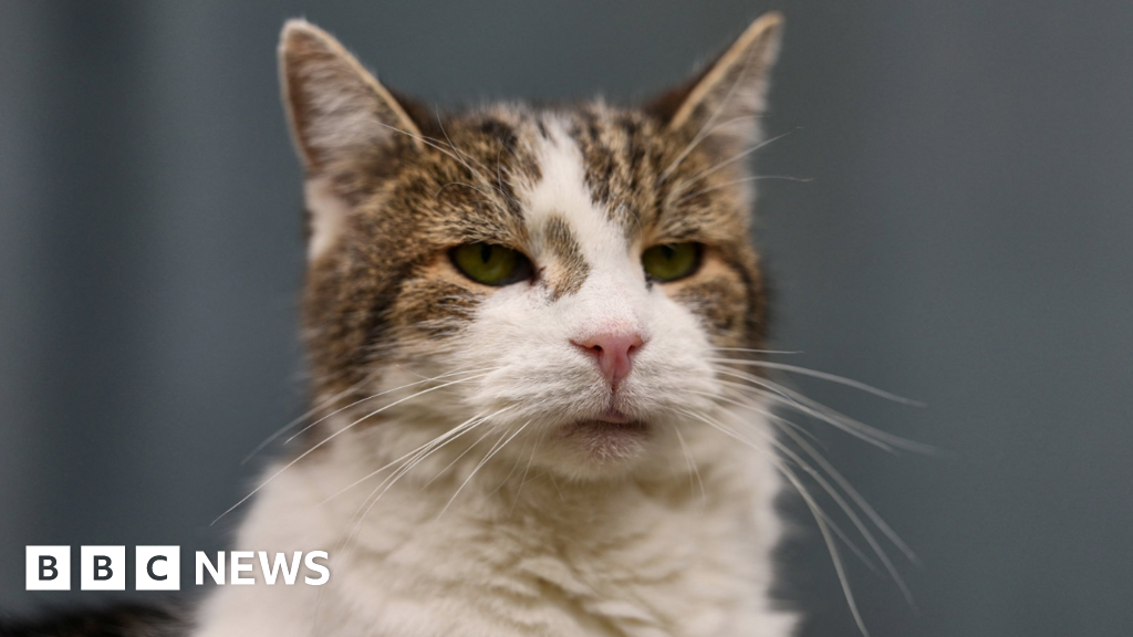 Minister considers banning over-the-counter flea treatments for pets 3 Minister considers banning over-the-counter flea treatments for pets