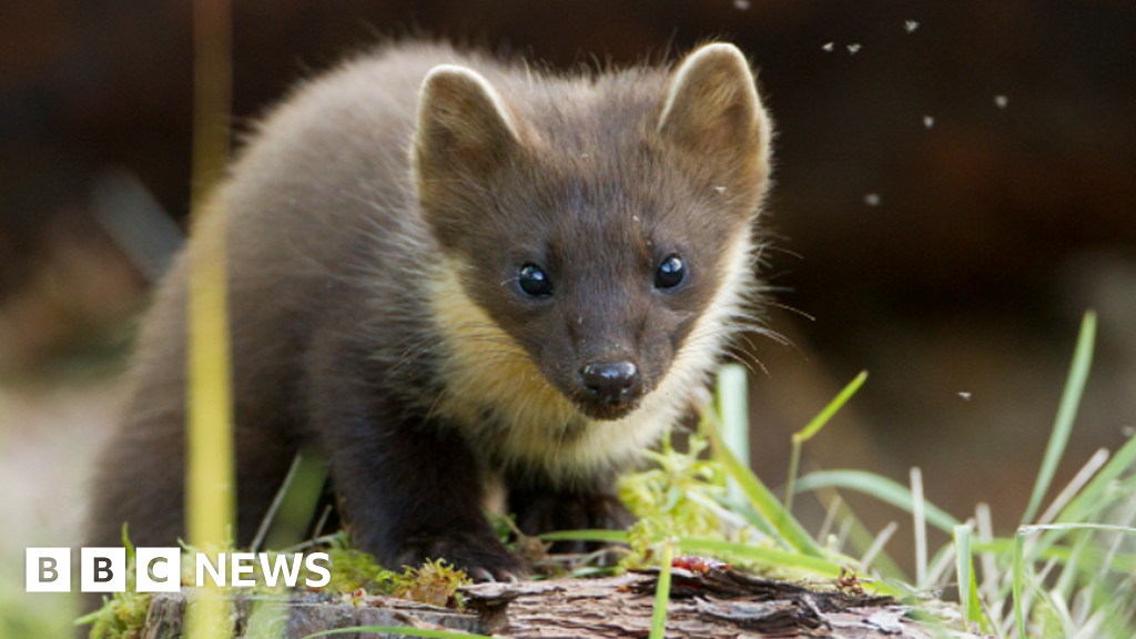 Hopes more pine martens will be born in south-west England 3 Hopes more pine martens will be born in south-west England