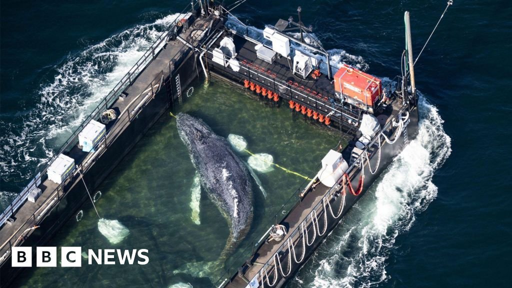 Whale carried by barge out of German waters after weeks stranded on coast 34 Whale carried by barge out of German waters after weeks stranded on coast