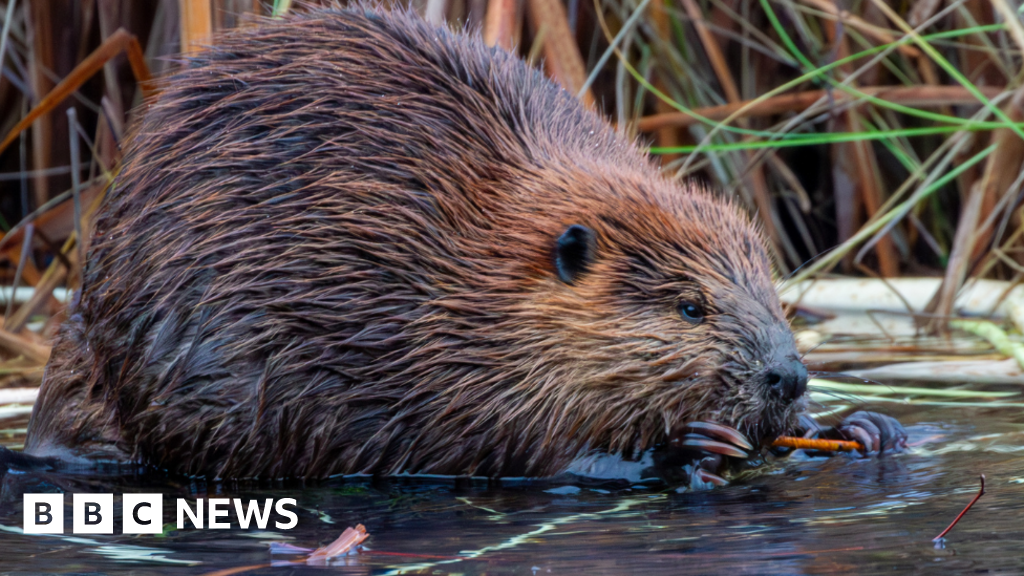 Nature charity plans to release wild beavers into Dorset rivers 15 Nature charity plans to release wild beavers into Dorset rivers