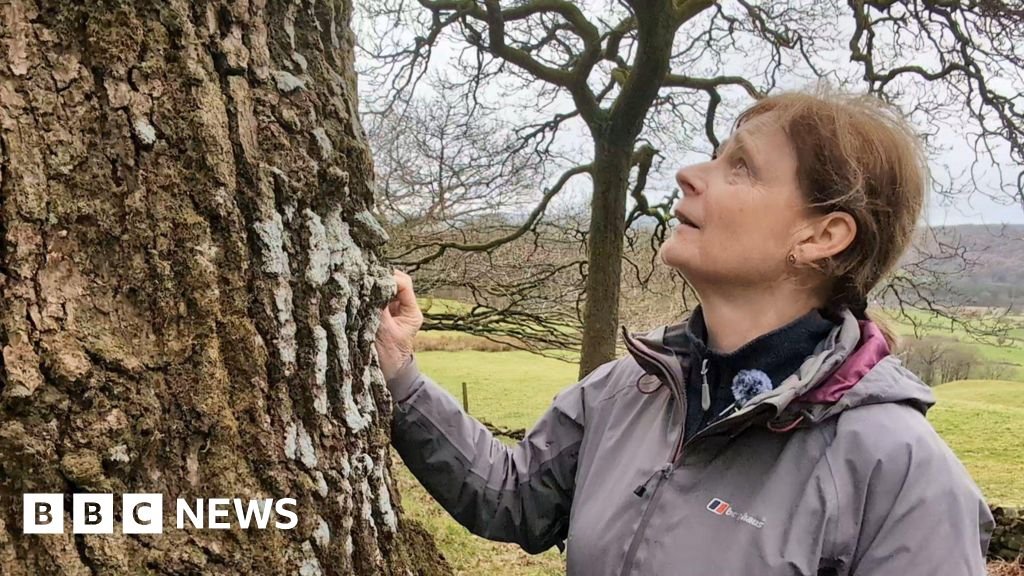 Lake District campaigners hopes for rare rainforest 15 Lake District campaigners' hopes for rare rainforest