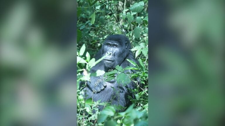 Mountain gorillas saved by helping humans