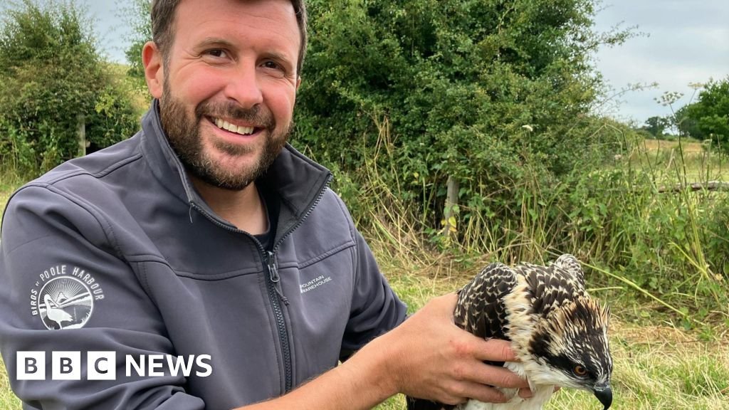 How ospreys were tricked into breeding at Poole Harbour 16 How ospreys were 'tricked' into breeding at Poole Harbour