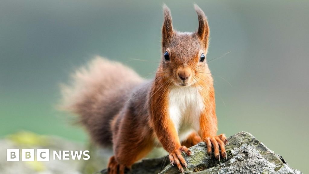 Urgent calls to prevent the extinction of red squirrels 17 Urgent calls to prevent the extinction of red squirrels
