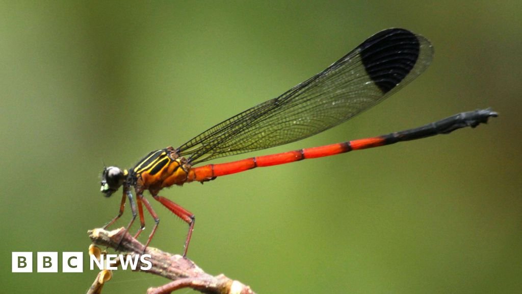 Dragonflies in distress: Scientists sound alarm in Indias Western Ghats 15 Dragonflies in distress: Scientists sound alarm in India's Western Ghats