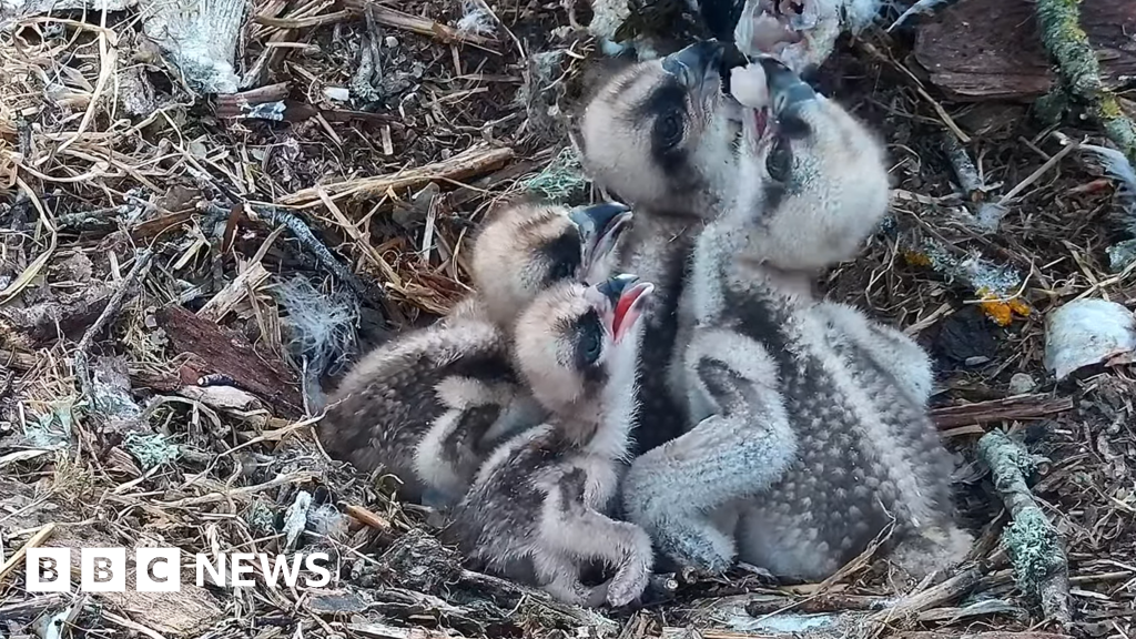 Ospreys hatch fourth and final egg of the season 13 Ospreys hatch fourth and final egg of the season